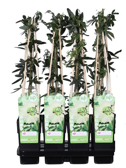 Passiflora wit caerulea 'Constance Elliot' - Ø15cm - ↕65cm