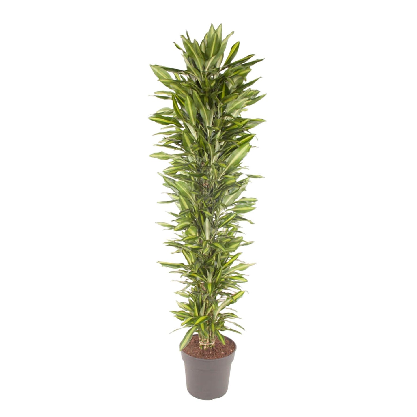 Dracaena Cintho