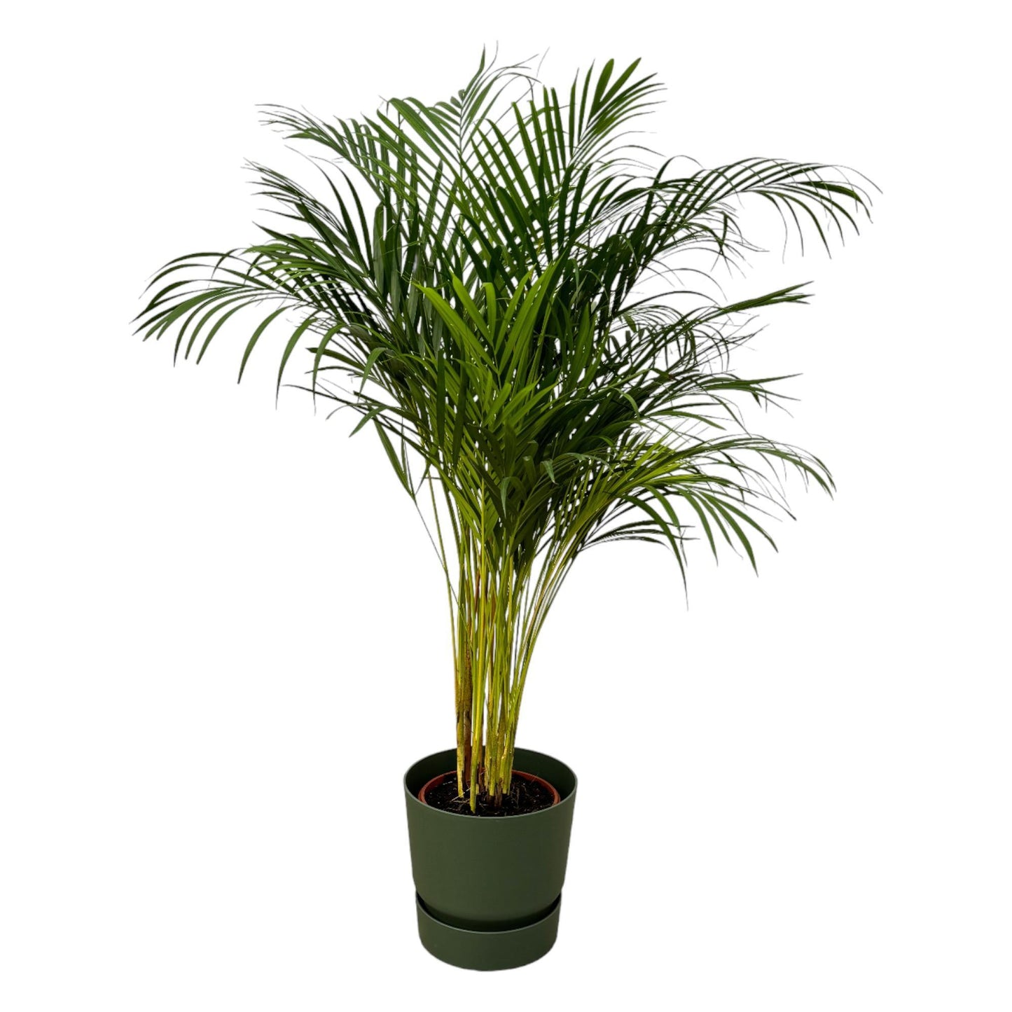 Areca palm - inclusief elho Greenville Round pot