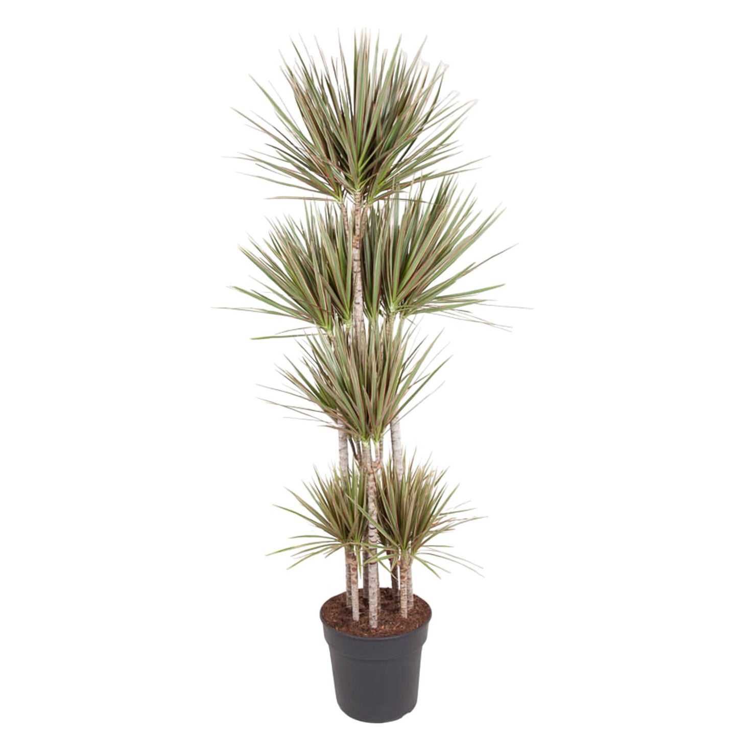 Dracaena Bicolor
