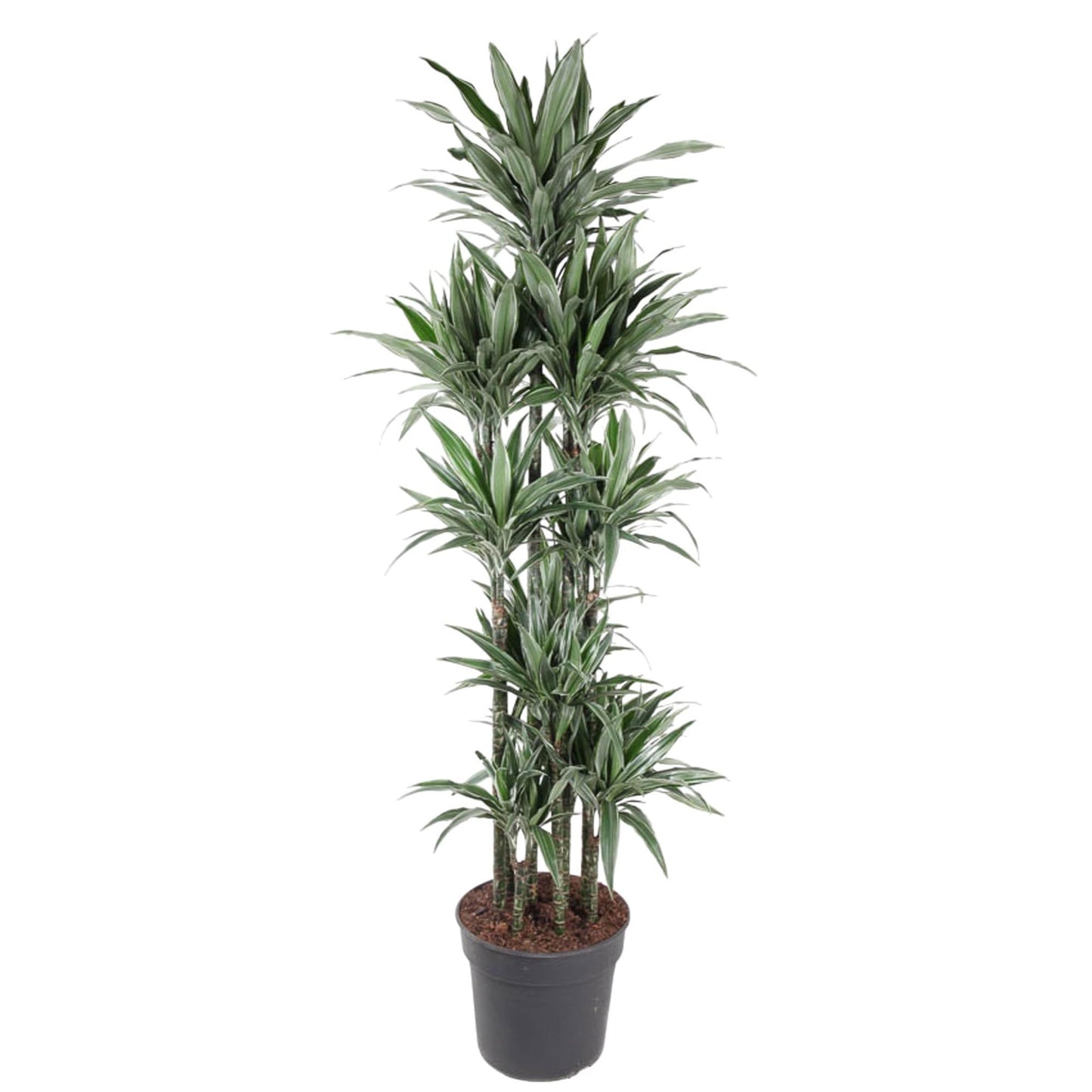 Dracaena Warneckei
