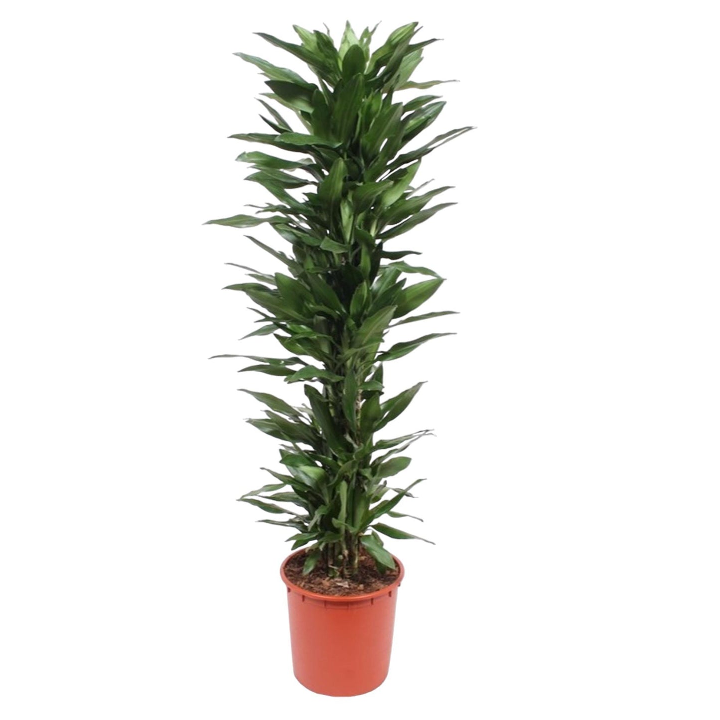 Dracaena Janet Lind