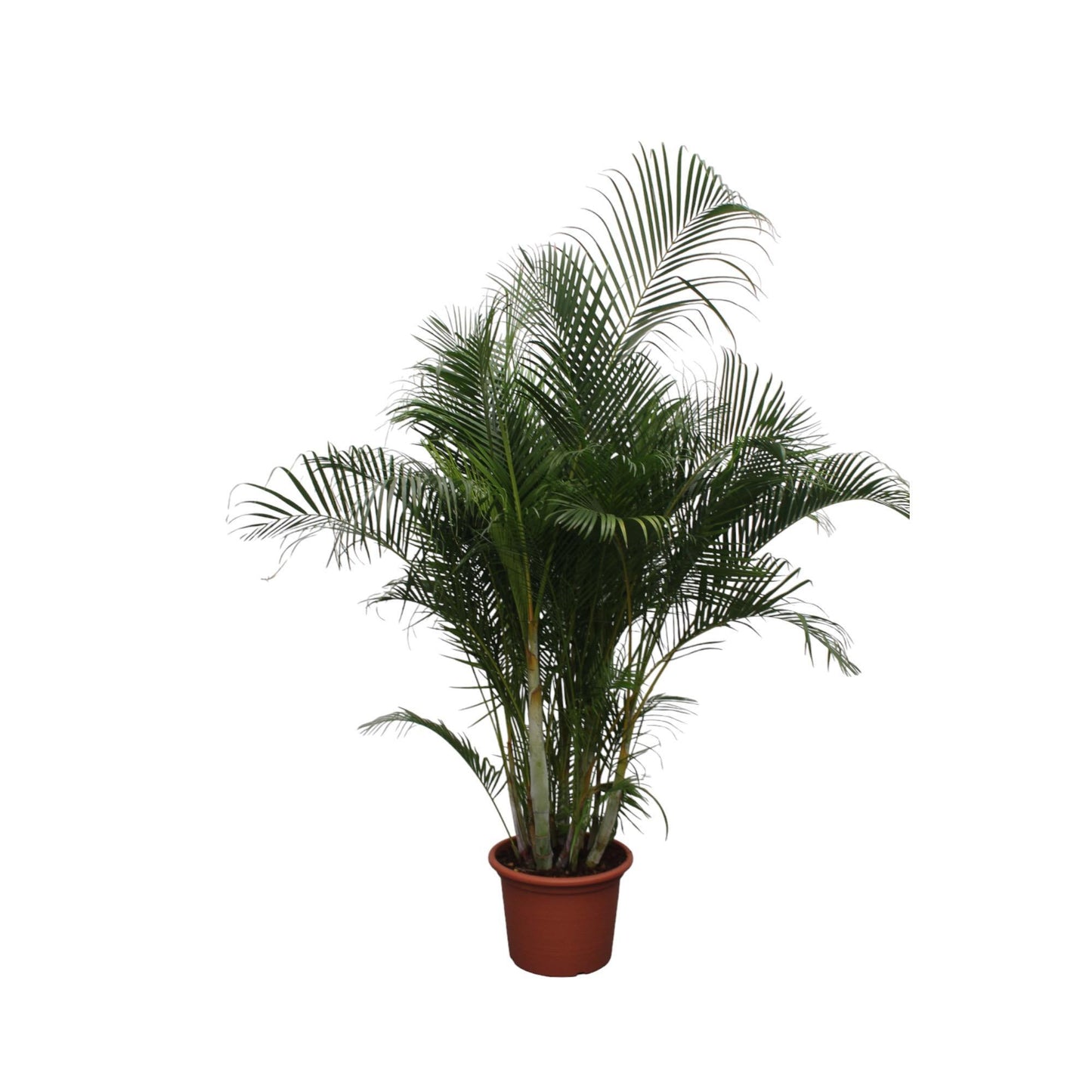 Areca palm (Dypsis Lutescens)