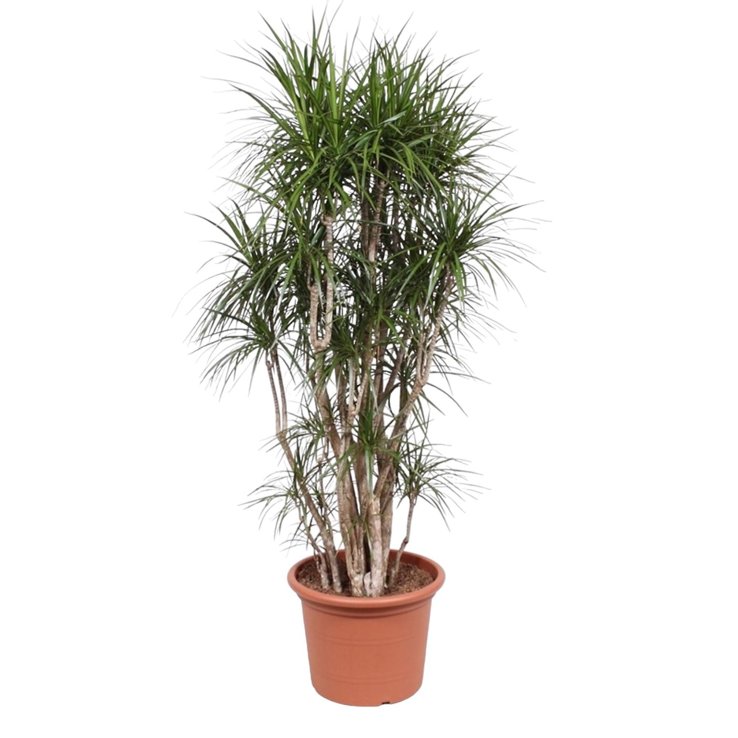 Dracaena Marginata