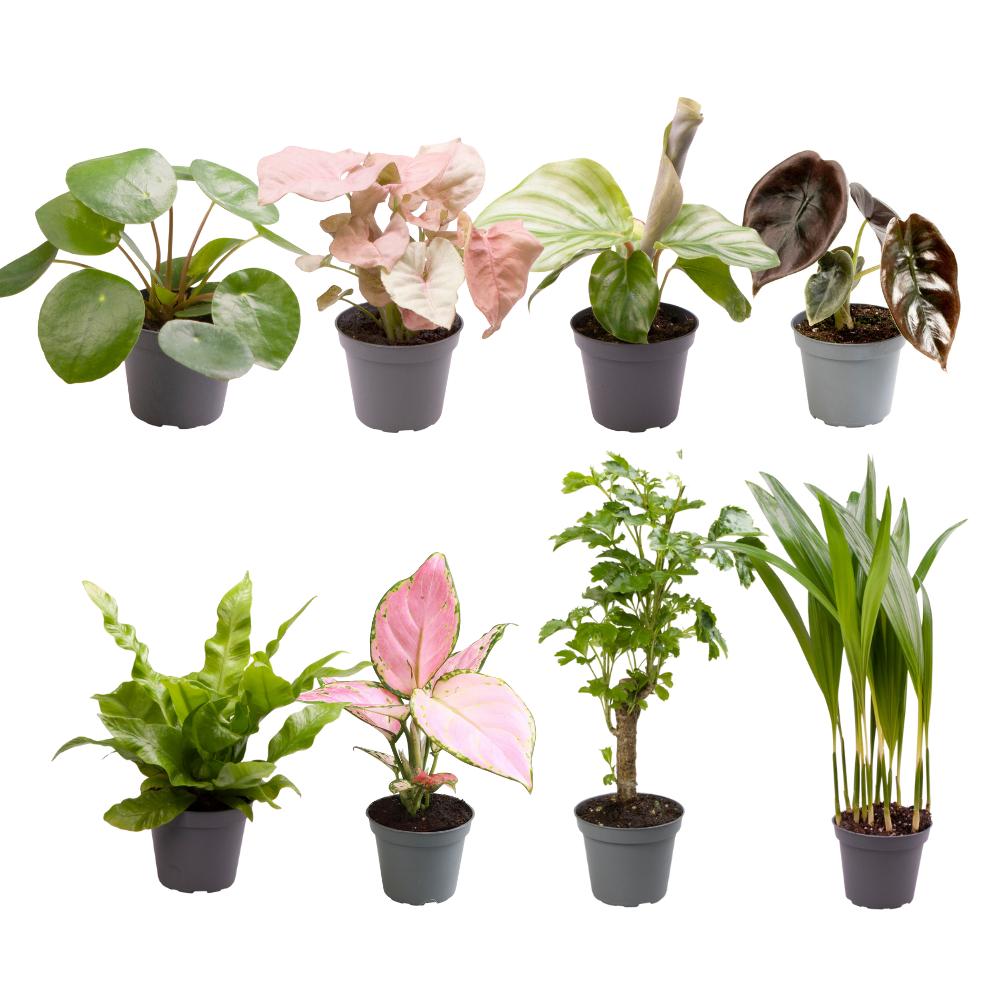 Baby Plantjes Verrassingsbox - Ø6cm - ↕12cm