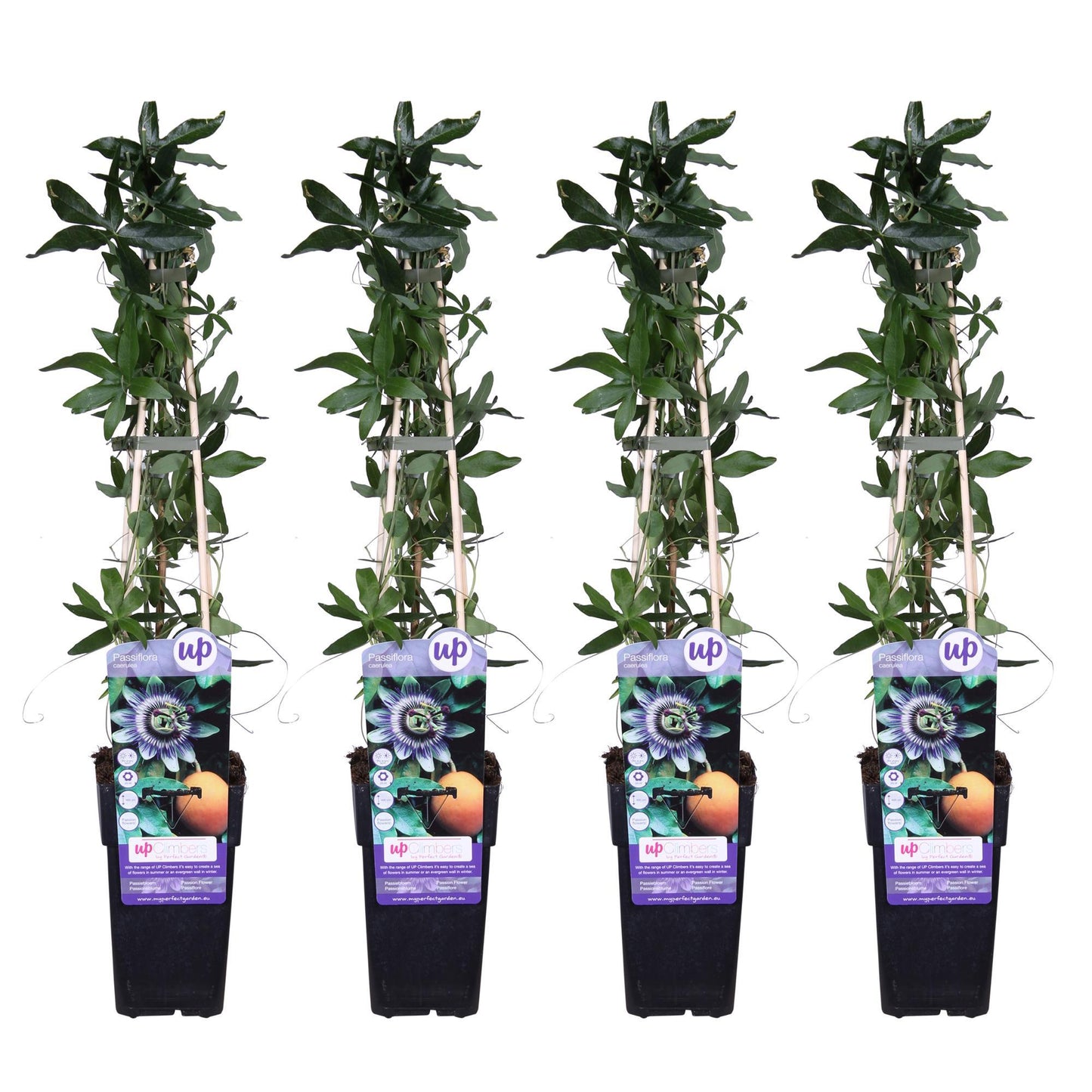 Passiflora Blauw caerulea - Ø15cm - ↕65cm