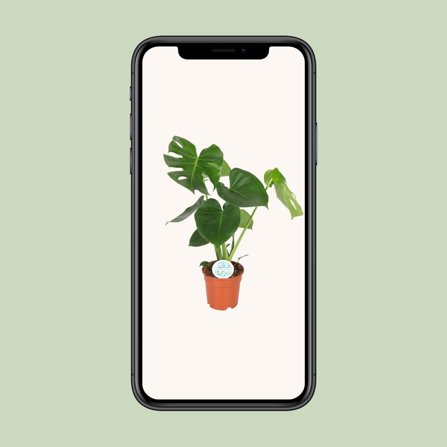 Monstera Deliciosa - Gatenplant - Ø21cm - ↕65cm - Ø17 - 55cm
