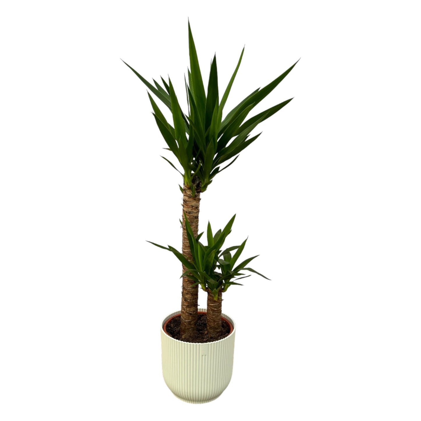 Yucca - ↨100cm - Ø21cm inclusief elho Vibes Fold Round wit D22xH20