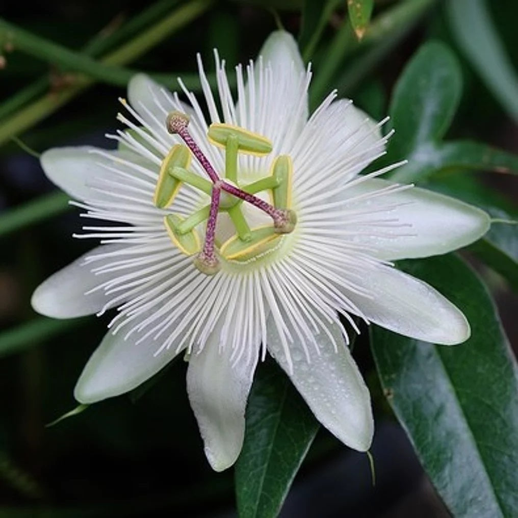 Passiflora wit caerulea 'Constance Elliot' - Ø15cm - ↕65cm
