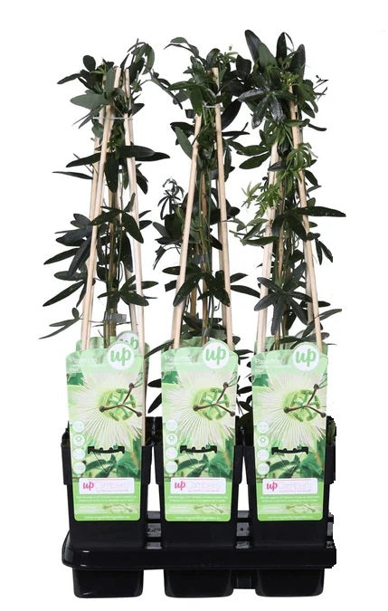 Passiflora wit caerulea 'Constance Elliot' - Ø15cm - ↕65cm