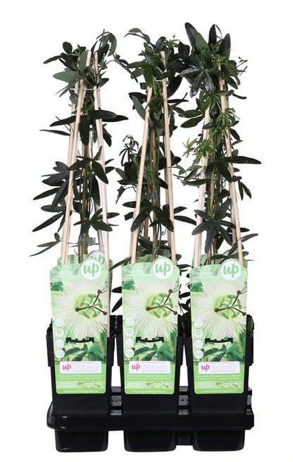 Passiflora wit caerulea 'Constance Elliot' - Ø15cm - ↕65cm