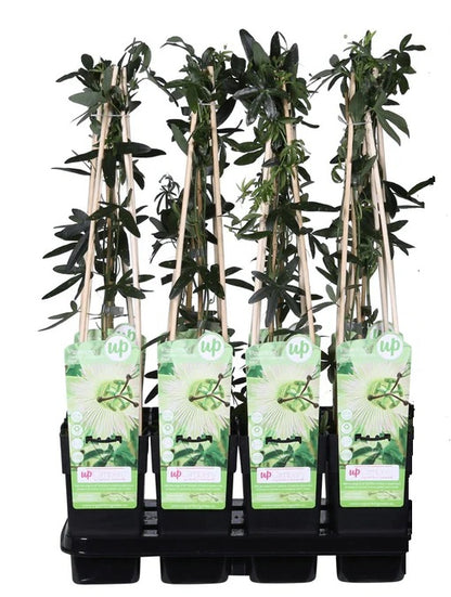 Passiflora wit caerulea 'Constance Elliot' - Ø15cm - ↕65cm