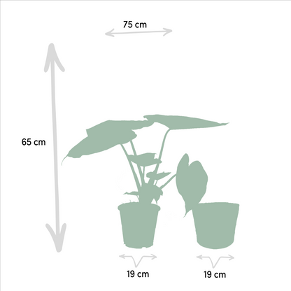 Alocasia Cucullata - Ø19cm - ↕60cm + Alocasia Wentii - Ø19cm - ↕60cm + Mand Selin
