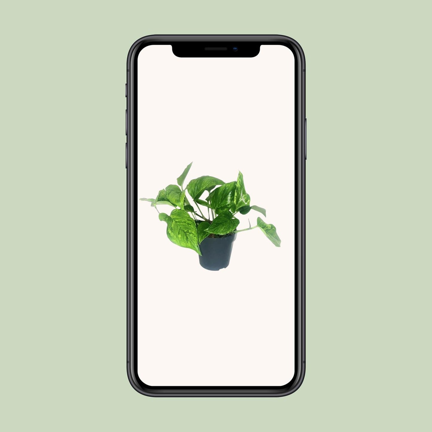 Scindapsus Pictus Trebie - Ø12cm - ↕20cm