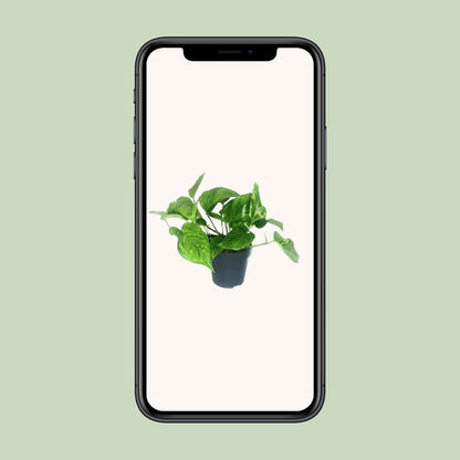 Scindapsus Pictus Trebie - Ø12cm - ↕20cm
