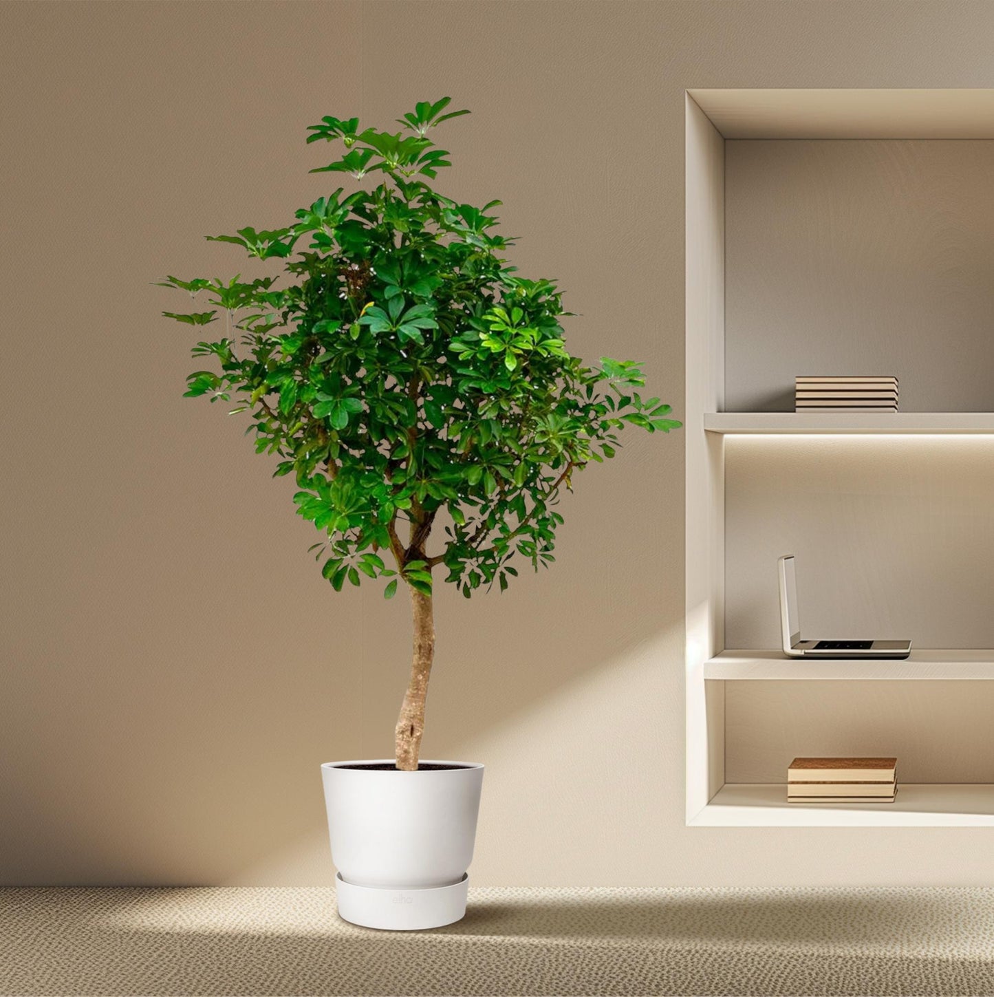 Schefflera op stam - 210cm - ø40