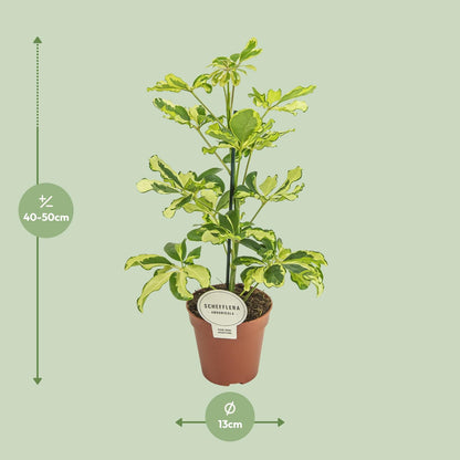 Schefflera Charlotte - Ø13cm - ↕45cm