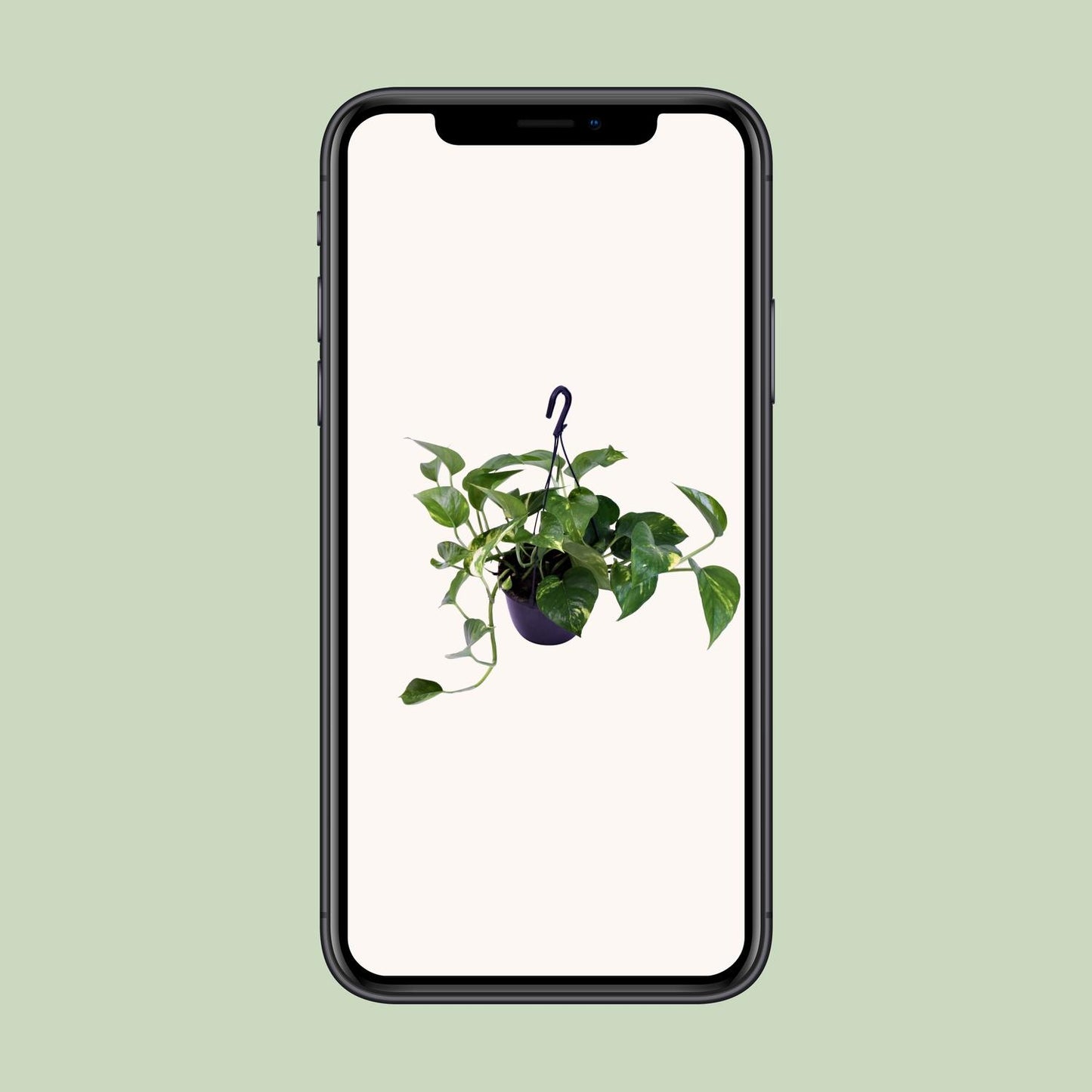 Epipremnum Aureum - Ø15cm - ↕30cm