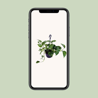 Epipremnum Aureum - Ø15cm - ↕30cm