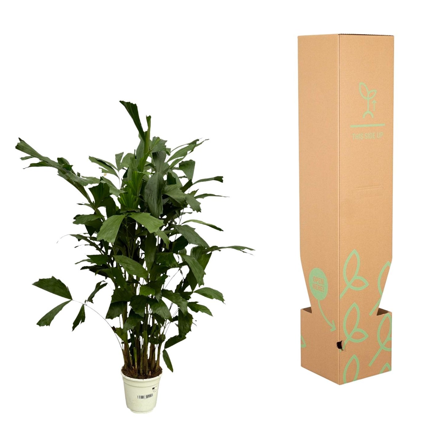Caryota Mitis - 130 cm - Ø21cm
