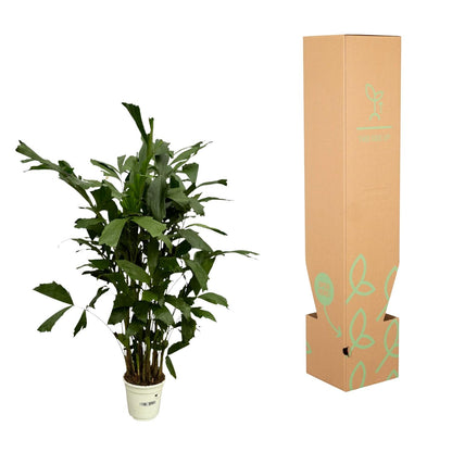 Caryota Mitis - 130 cm - Ø21cm