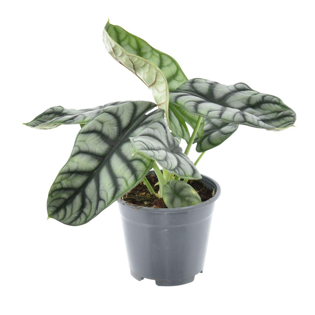 Alocasia Nebula Silver Compacta - Ø14cm - ↕30cm