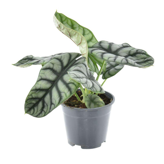 Alocasia Nebula Silver Compacta - Ø14cm - ↕30cm
