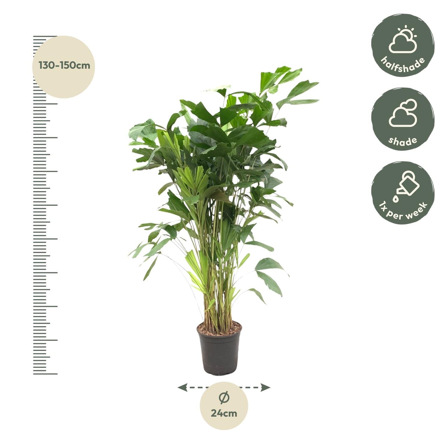 Caryota Mitis - 150 cm - ø24