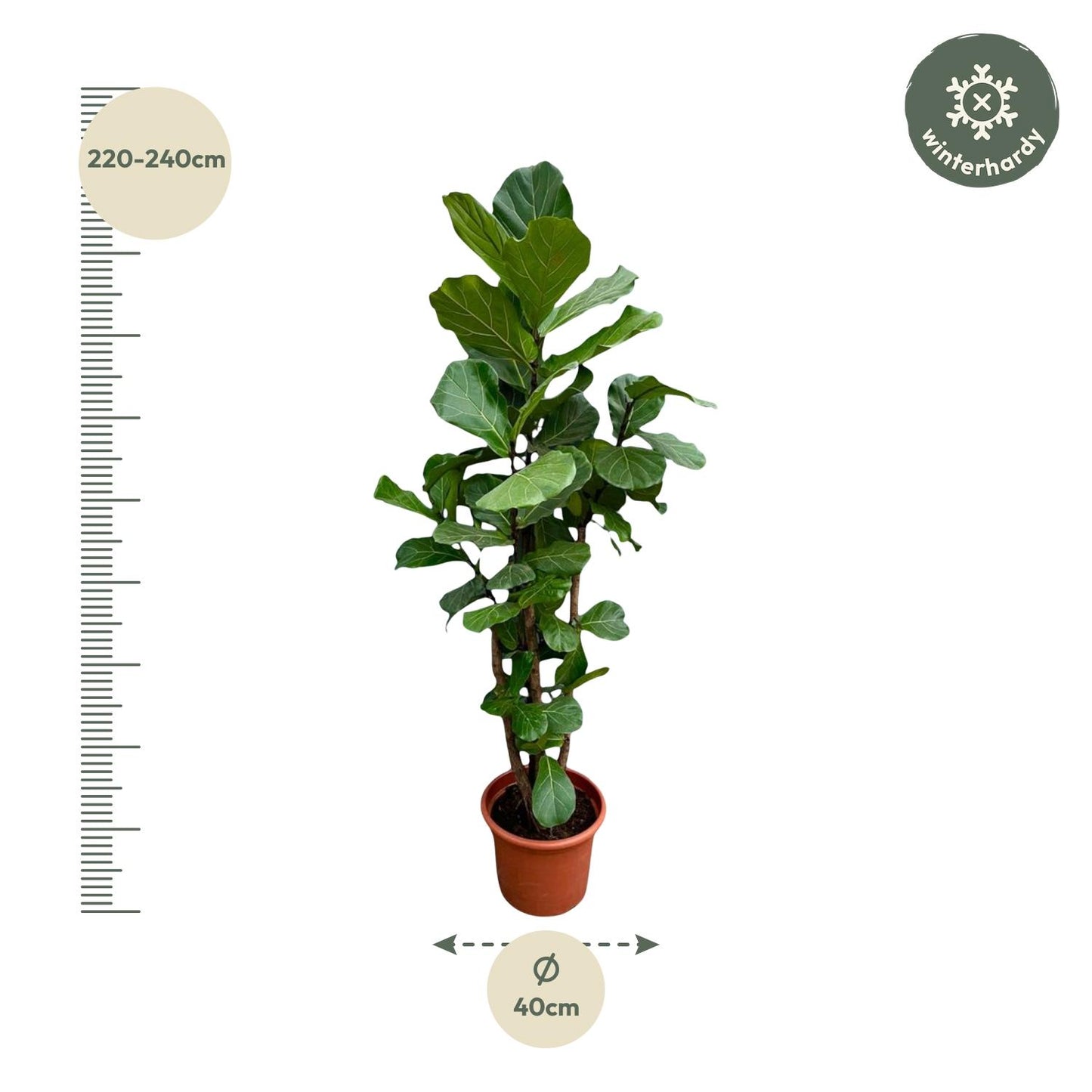 Ficus Lyrata vertakt XXL - 220cm - ø40