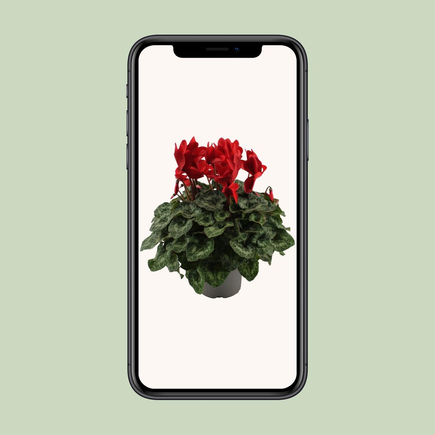 Cyclaam Rood - Ø17cm - ↕40cm