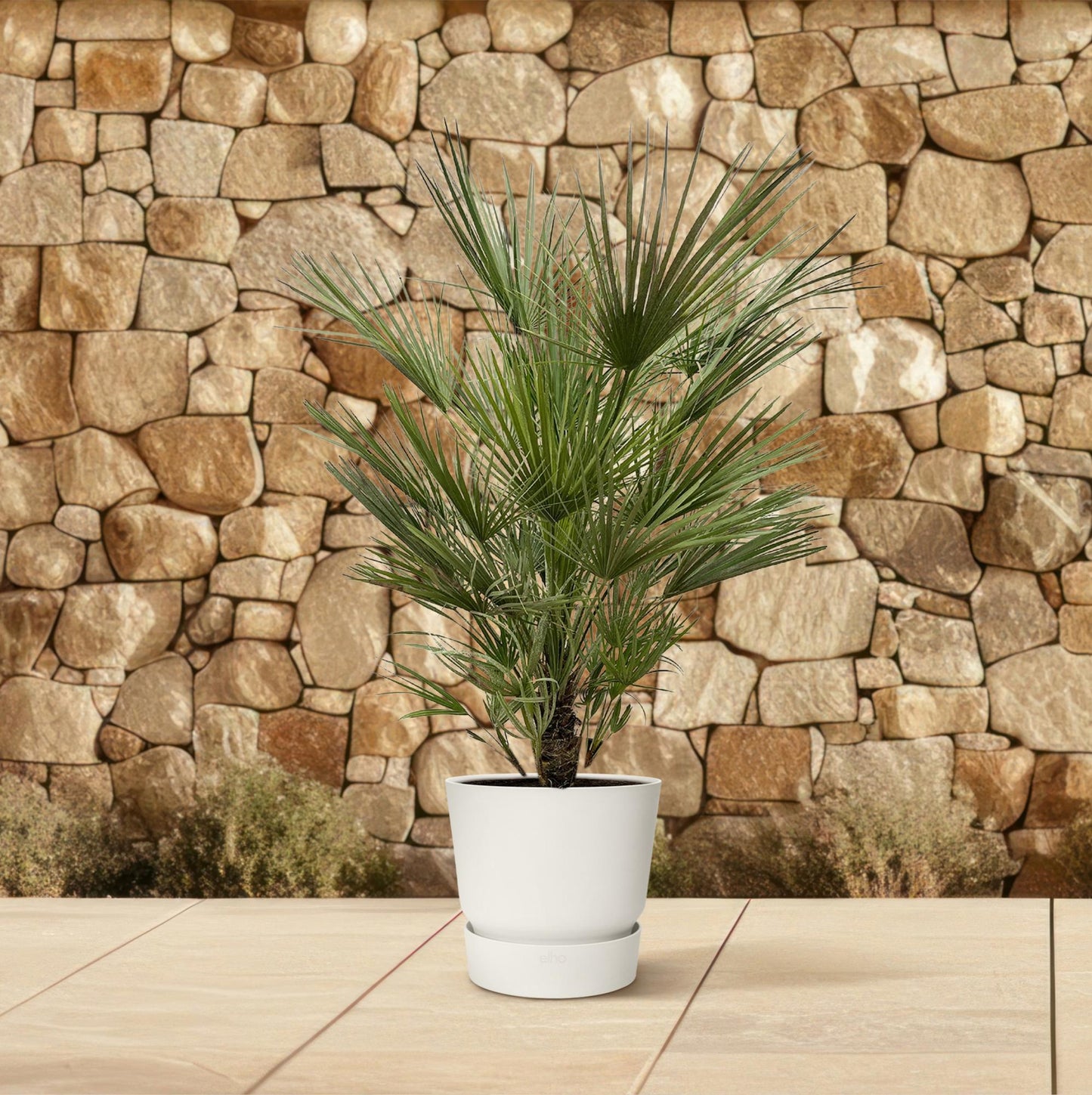 Chamaerops Humilis - 150cm- ø30