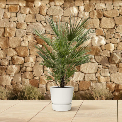 Chamaerops Humilis - 150cm- ø30