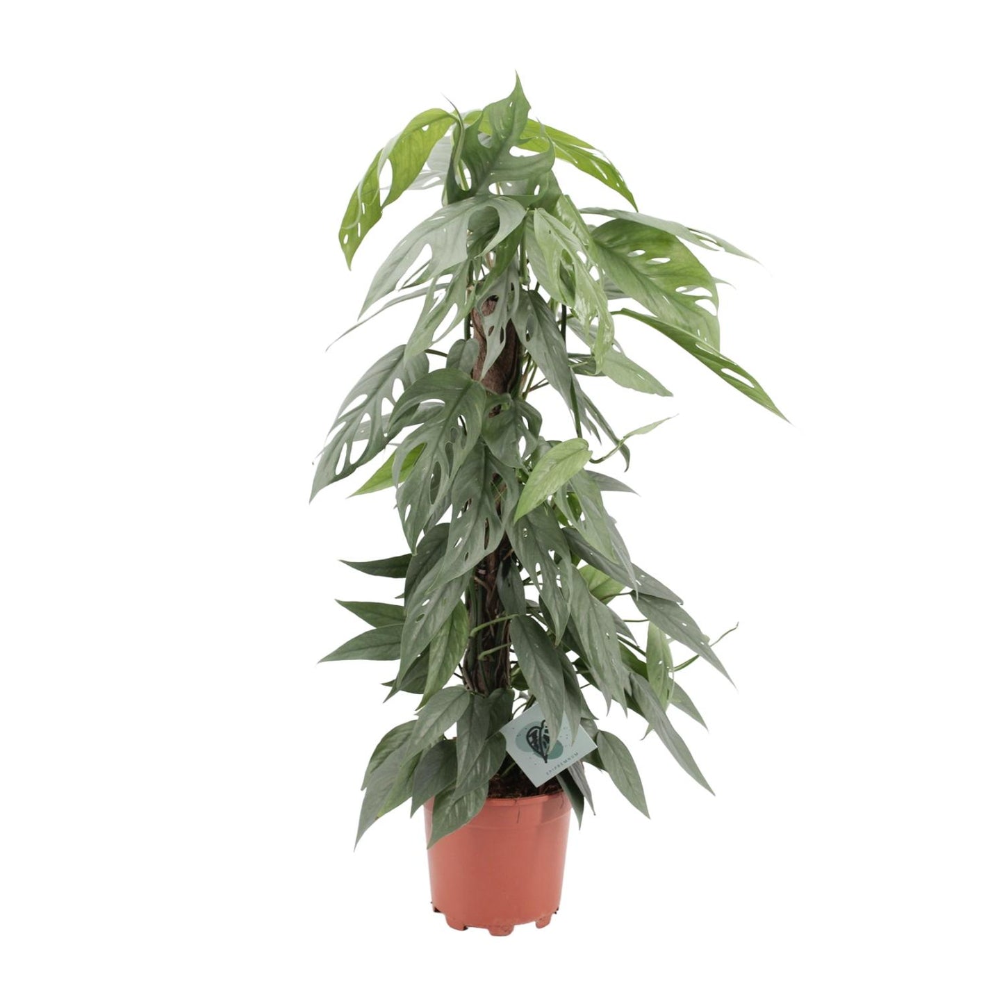 Epipremnum Pinnatum Cebu Blue - Ø17cm - ↕65cm