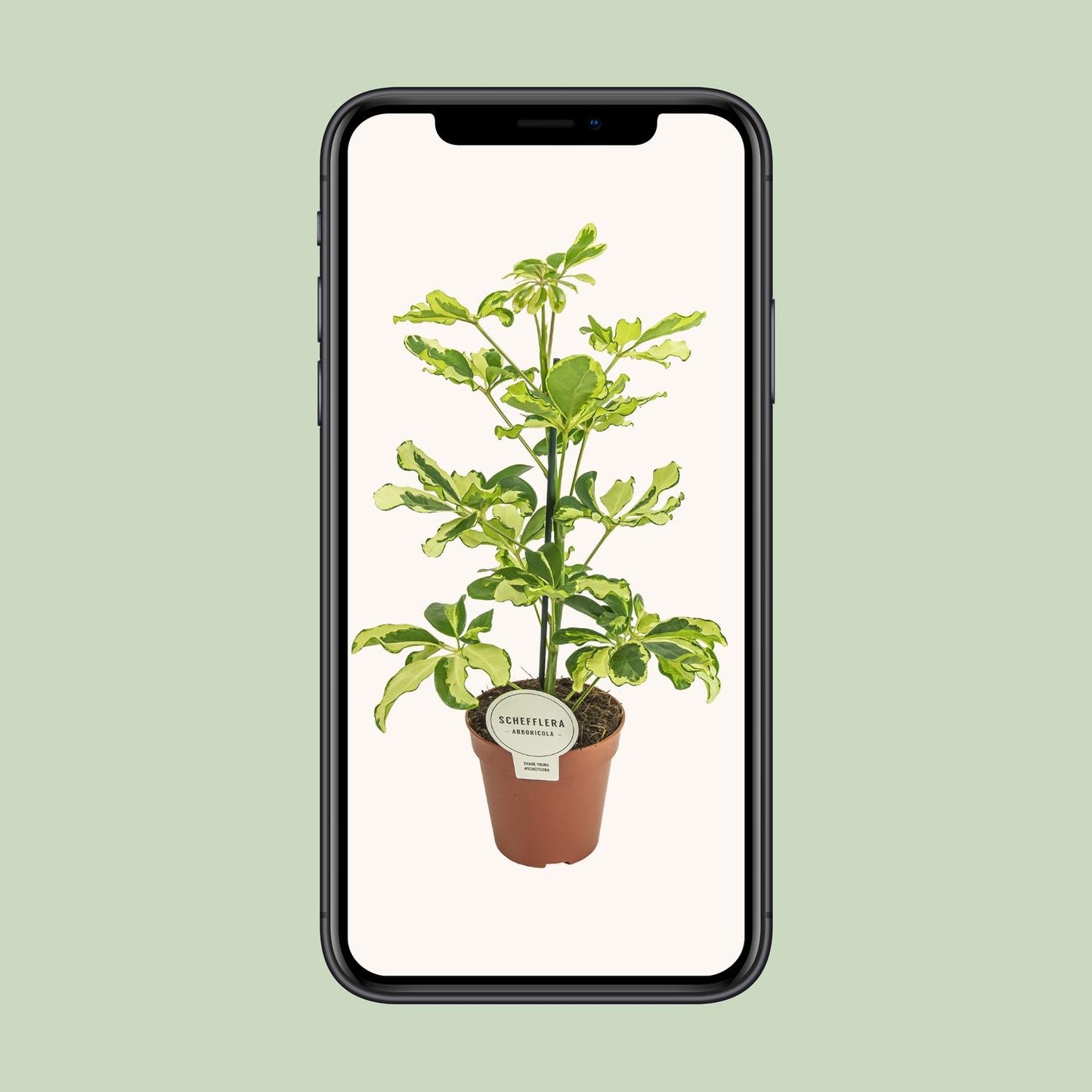 Schefflera Charlotte - Ø13cm - ↕45cm