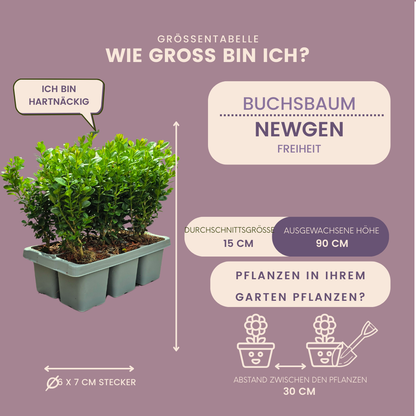 4 x 6-Pack Buxus NewGen Freedom – Winterharde Groenblijvende Struiken 24 x Ø7 cm - ↕15 cm | Compacte Buxus
