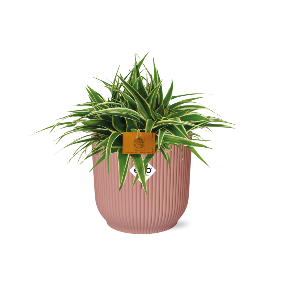 Chlorophytum Ocean 15cm in ELHO Vibes Fold 16cm round  delicate pink
