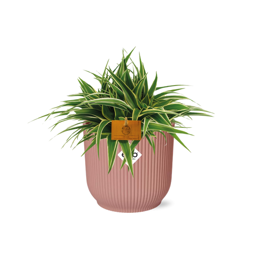 Chlorophytum Ocean 15cm in ELHO Vibes Fold 16cm round  delicate pink