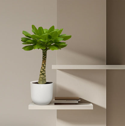 Birghamia Insignis - 25 cm - Ø12cm