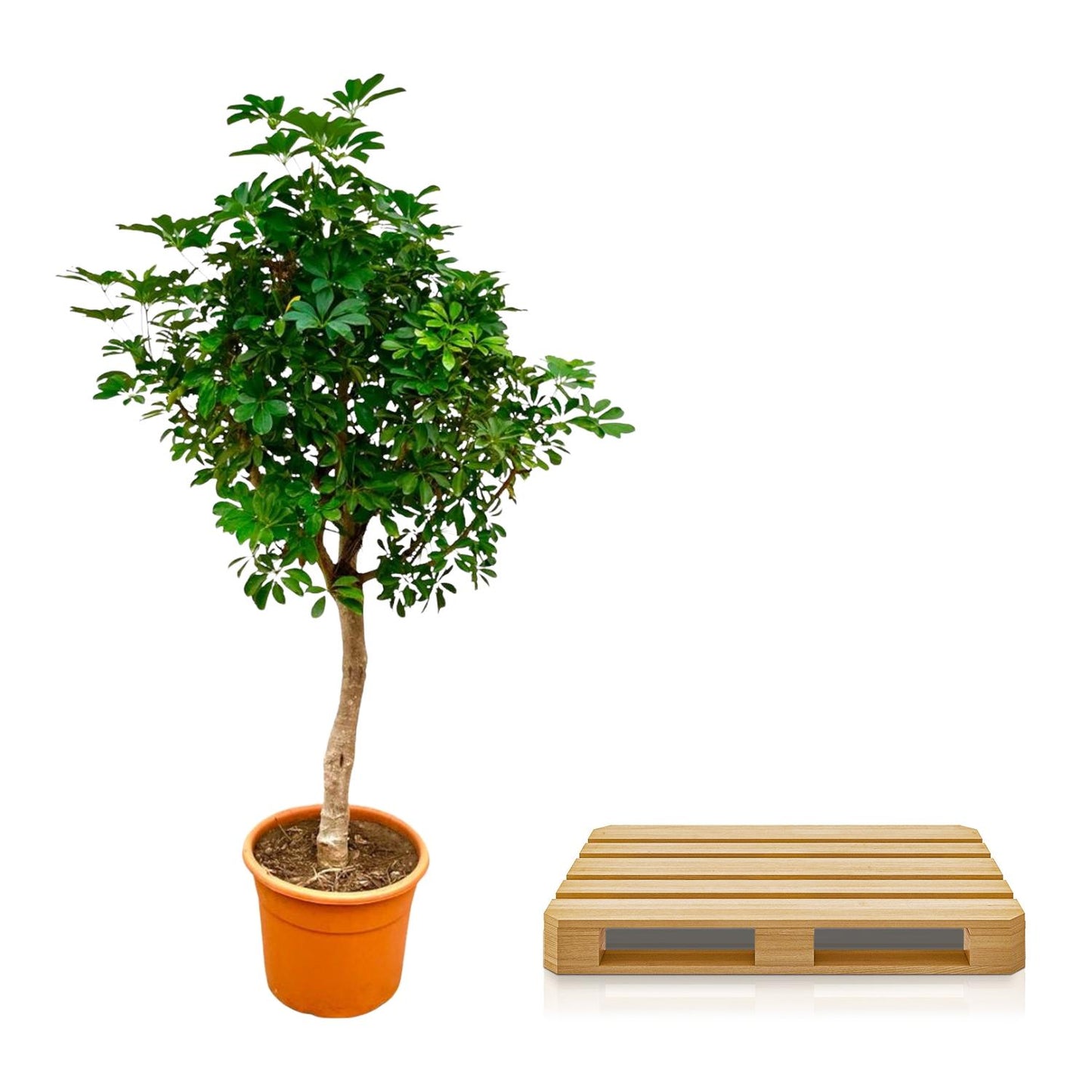 Schefflera op stam - 210cm - ø40