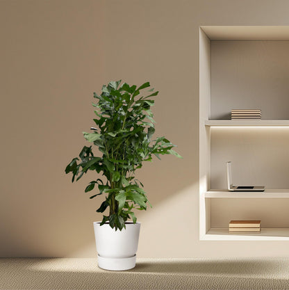 Caryota Mitis - 180 cm - Ø27