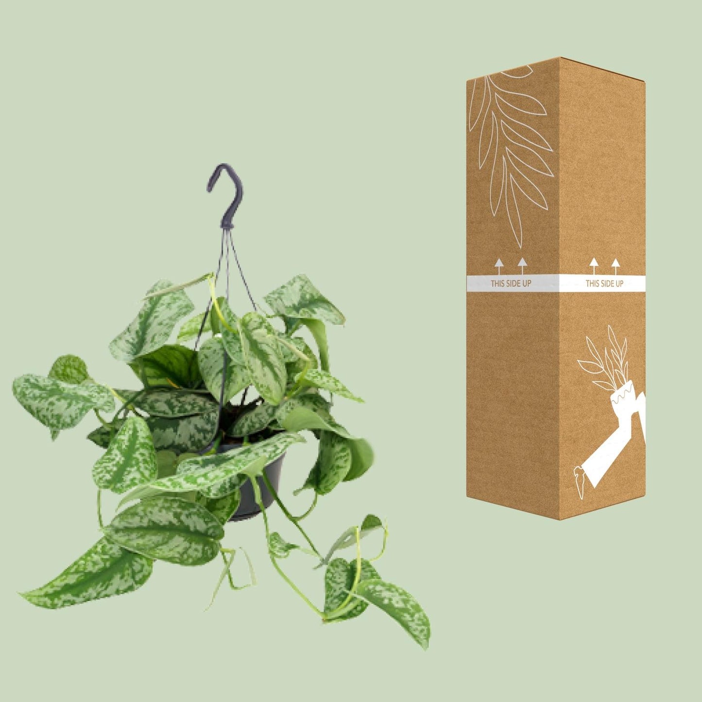 Scindapsus Pictus Trebie - Ø15cm - ↕25cm - Ø15cm - ↕25cm