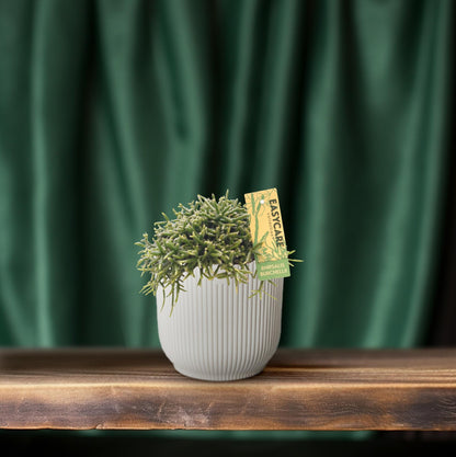 Rhipsalis Burchellii - Ø12 ↕20