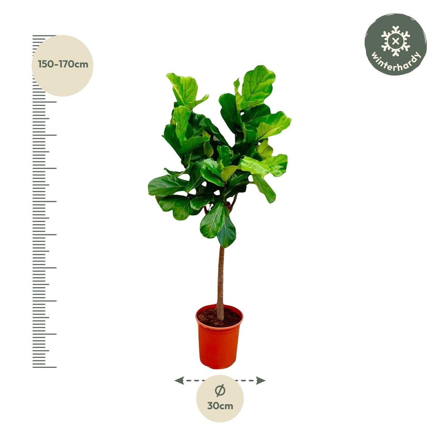 Ficus Lyrata boom - 150 cm - ø30