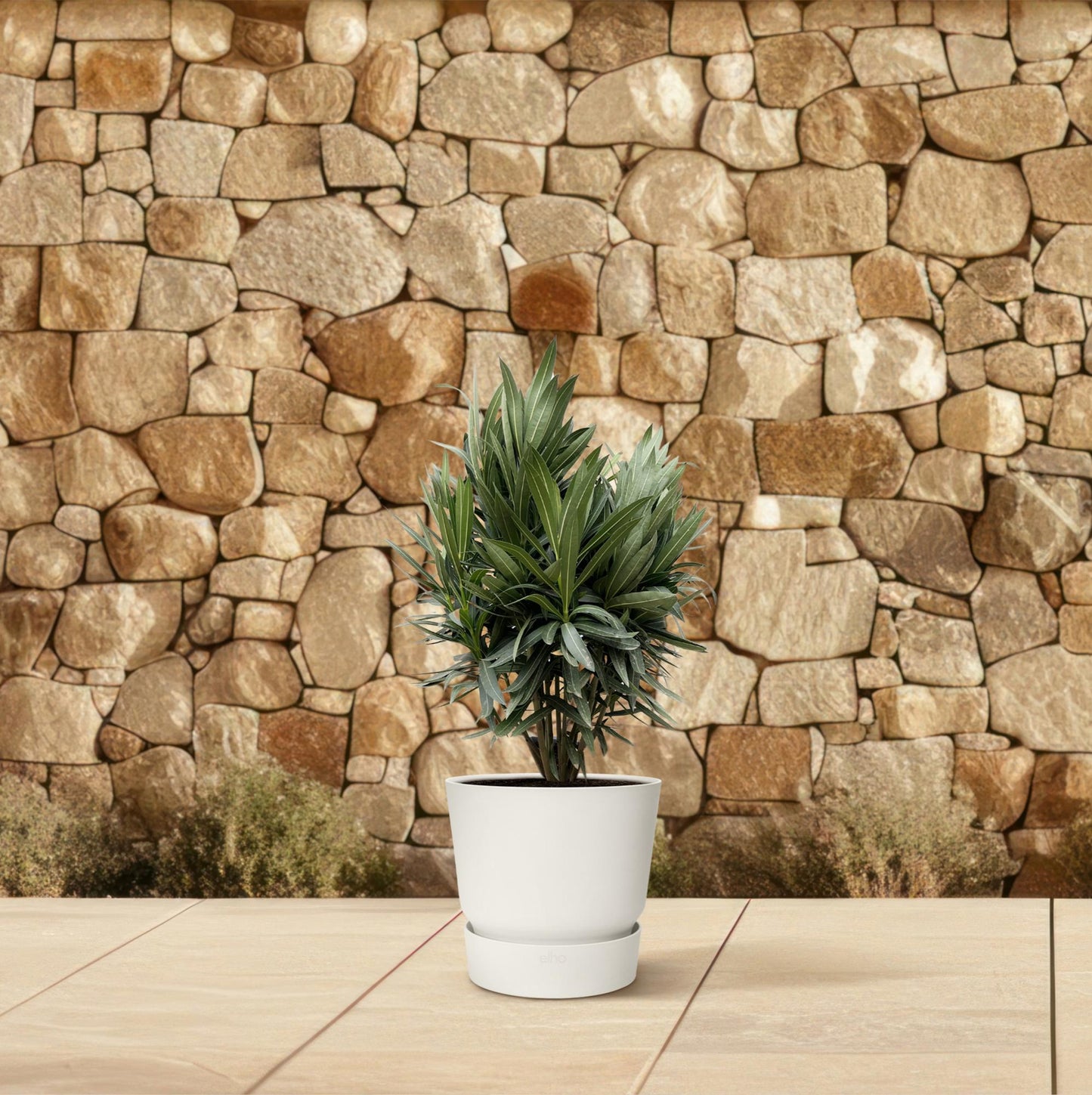 Nerium Oleander struik met rode bloem - 70cm- Ø19