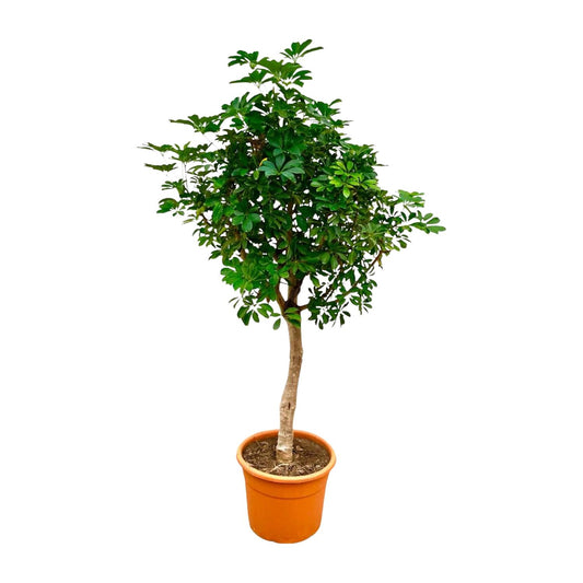 Schefflera op stam - 210cm - ø40