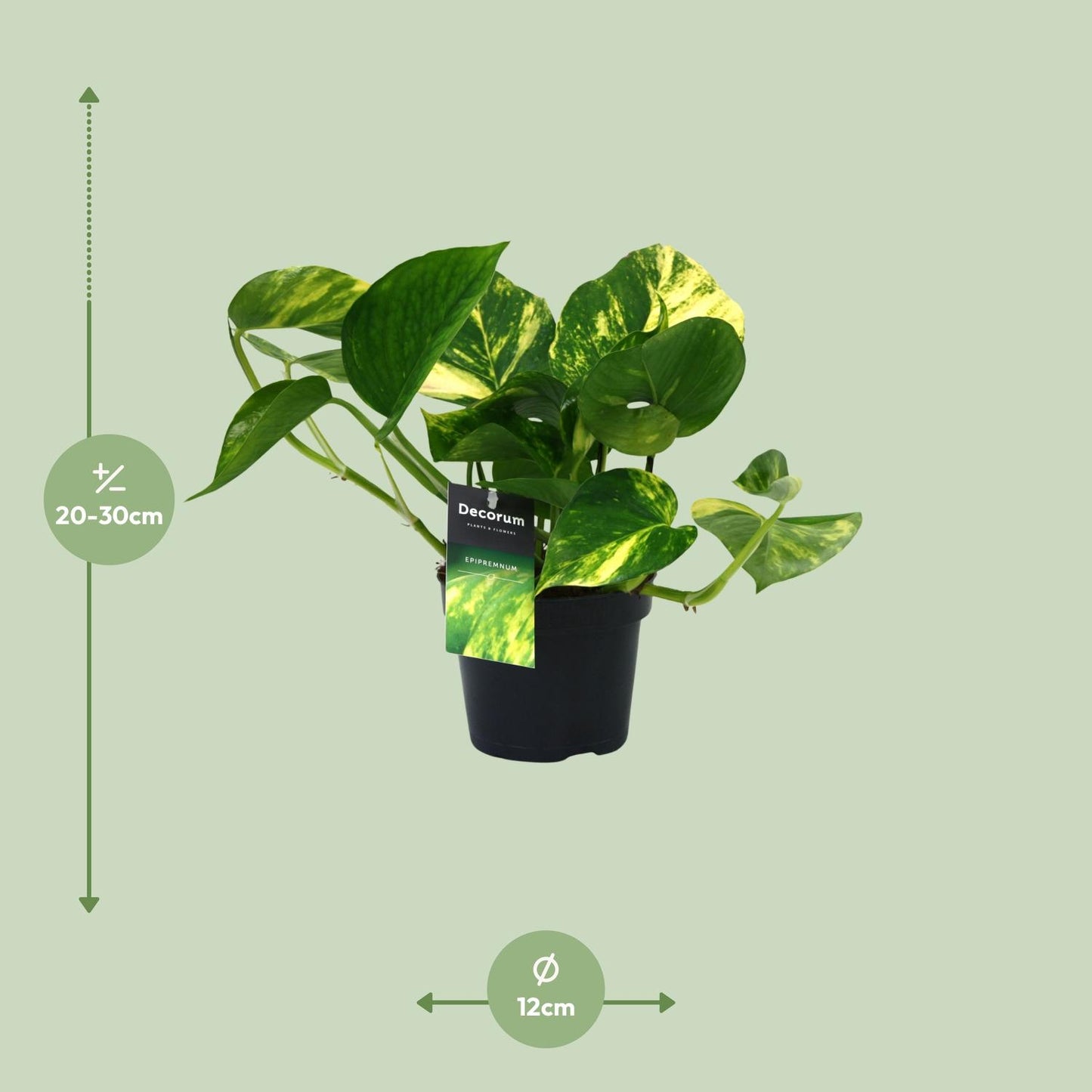 Scindapsus (Epipremnum) Aureum - Ø12cm - ↕25cm