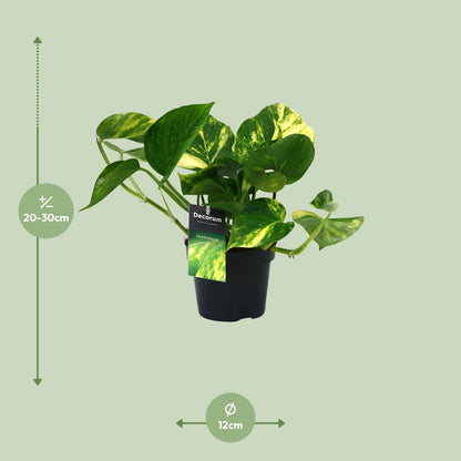 Scindapsus (Epipremnum) Aureum - Ø12cm - ↕25cm