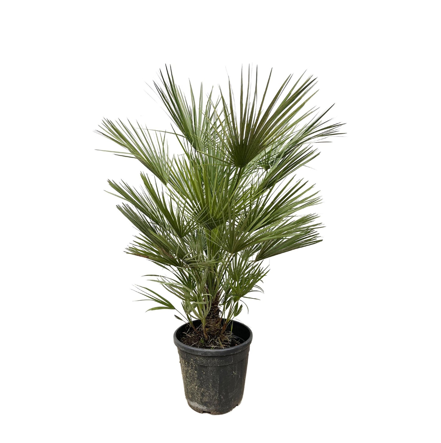 Chamaerops Humilis - 150cm- ø30