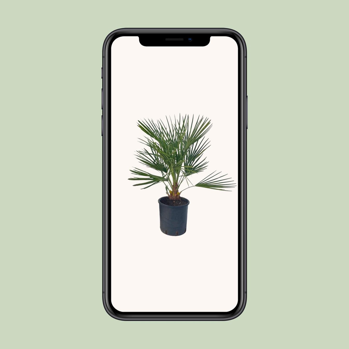Chamaerops Humilis - Ø22 ↕80