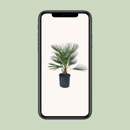 Chamaerops Humilis - Ø22 ↕80